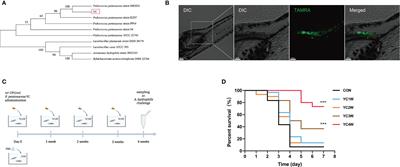 Pediococcus pentosaceus Enhances Host Resistance Against Pathogen by Increasing IL-1β Production: Understanding Probiotic Effectiveness and Administration Duration